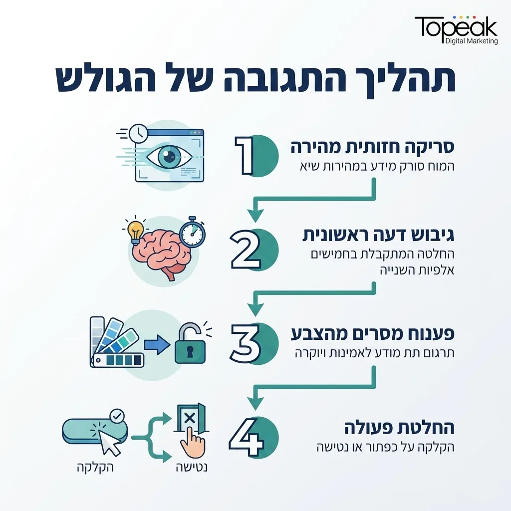 אינפוגרפיקה — תהליך התגובה של הגולש: סריקה חזותית מהירה, גיבוש דעה ראשונית, פענוח מסרים מהצבע, החלטת פעולה